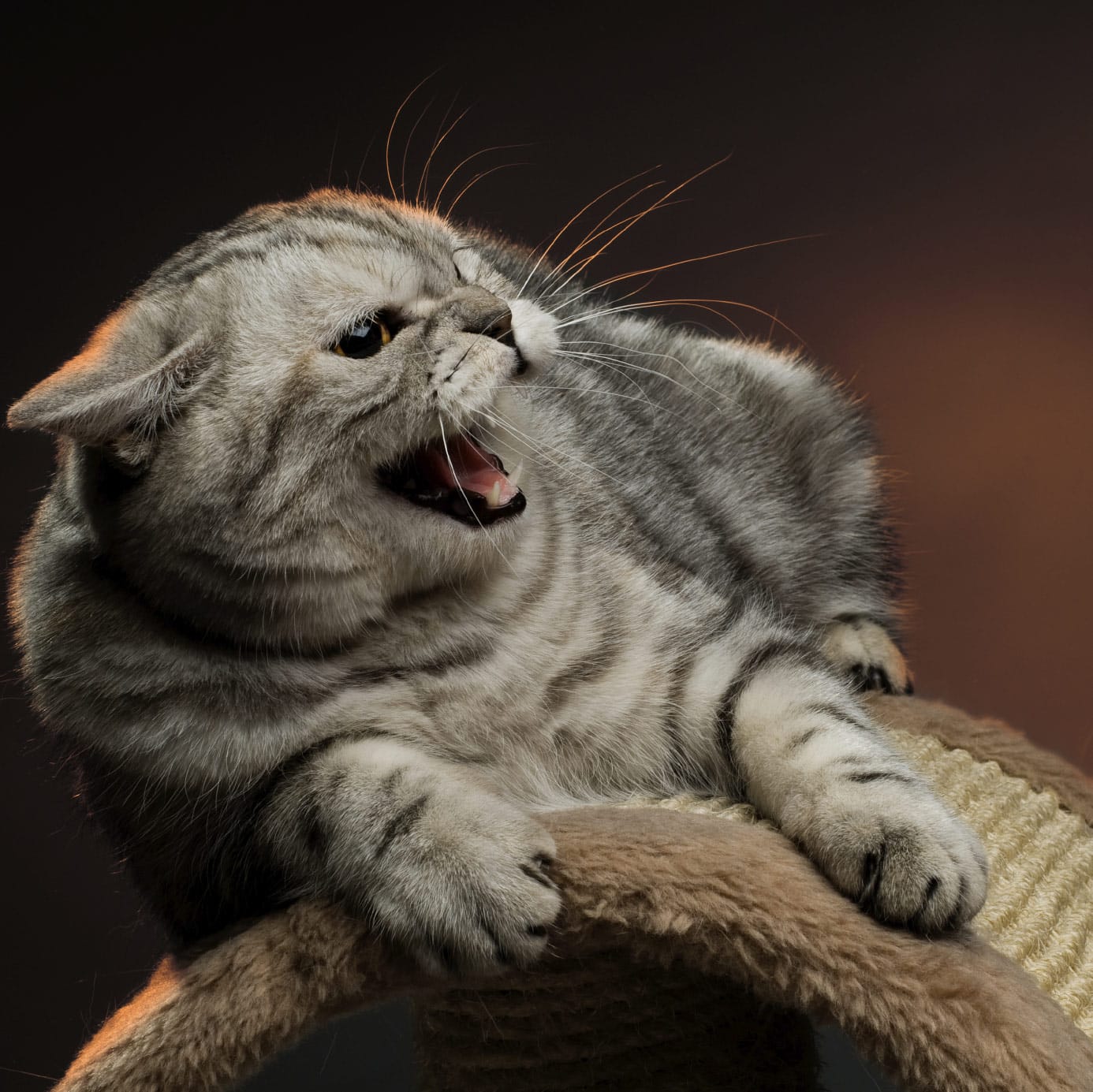 Behavioral Counseling