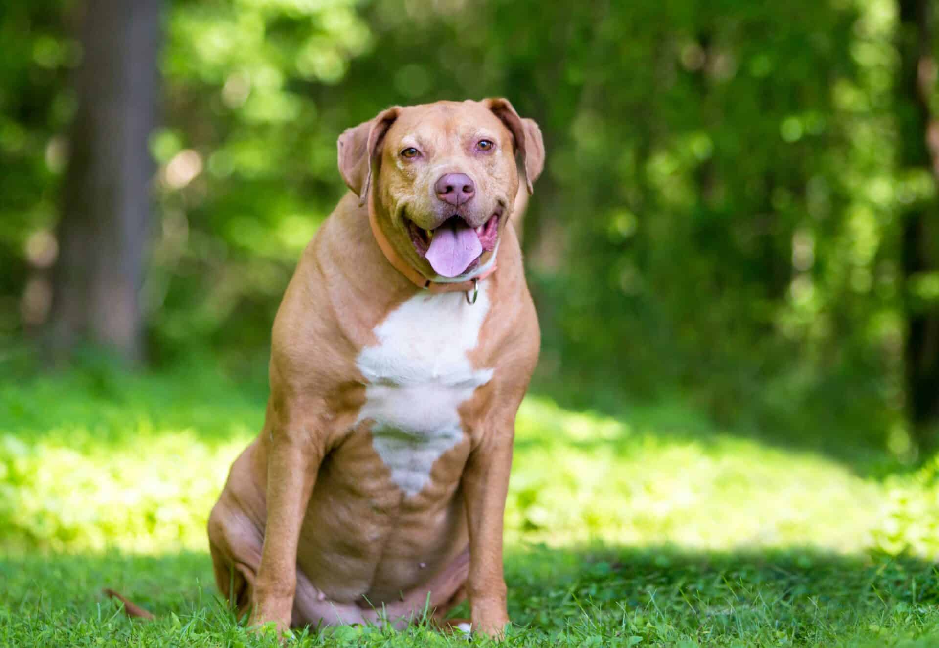 Nutrition & Weight Management