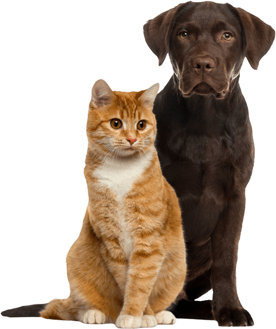 Why Choose Deepwoods Veterinary Services